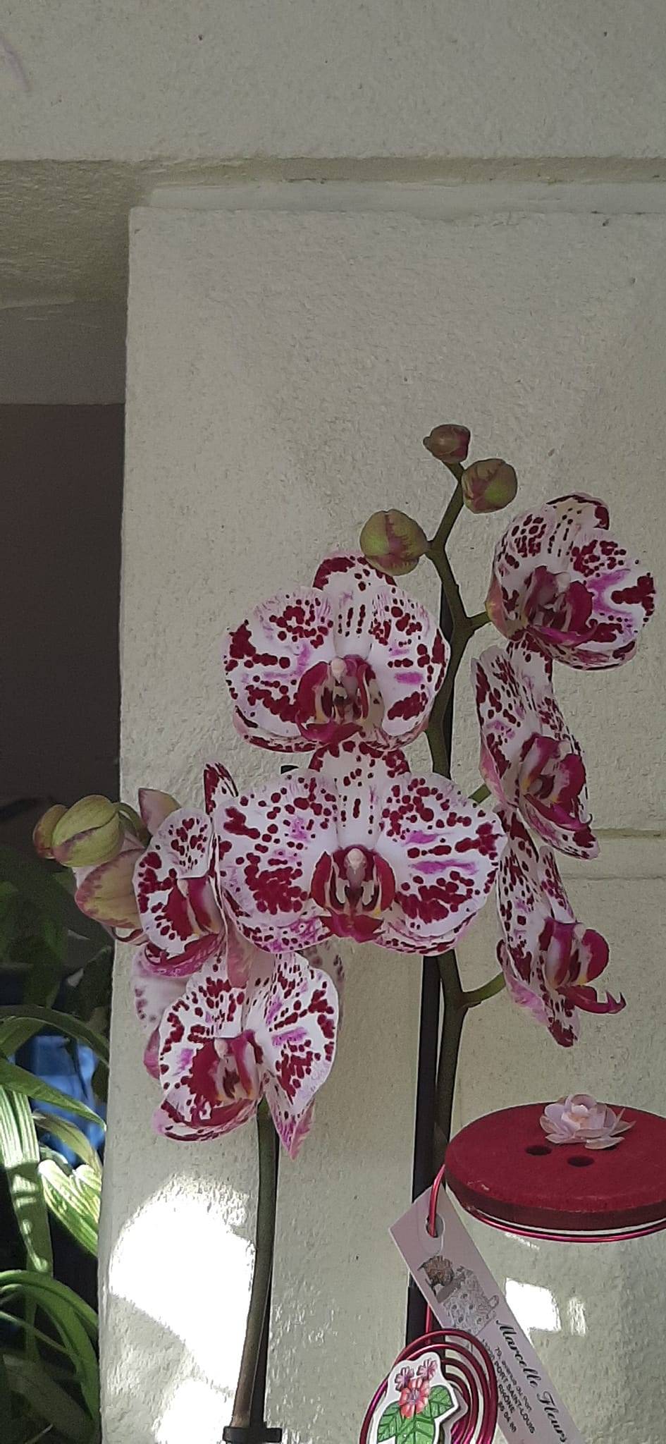 orchidée
