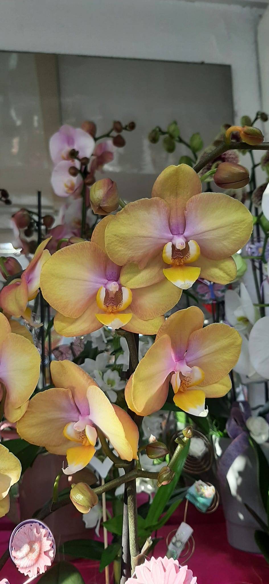 orchidées
