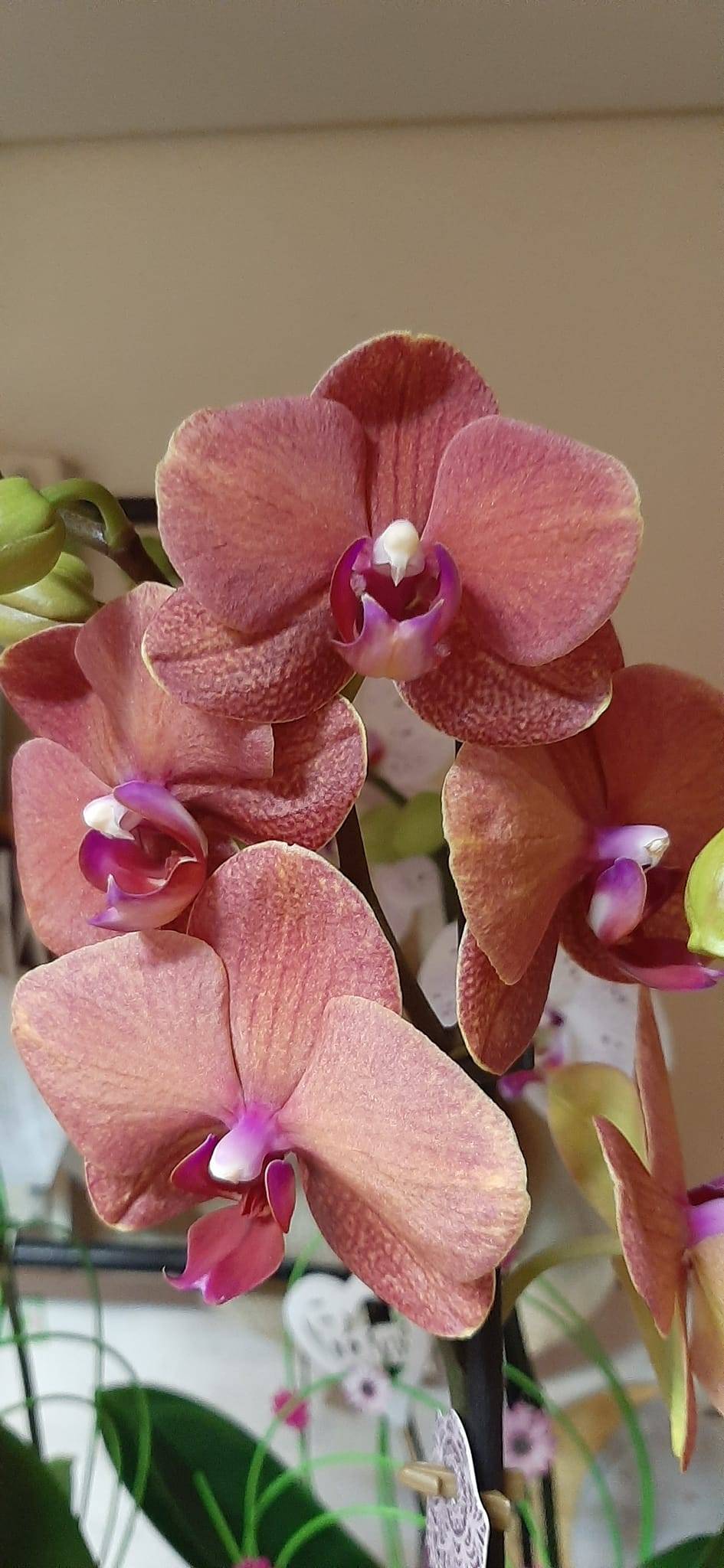 orchidée