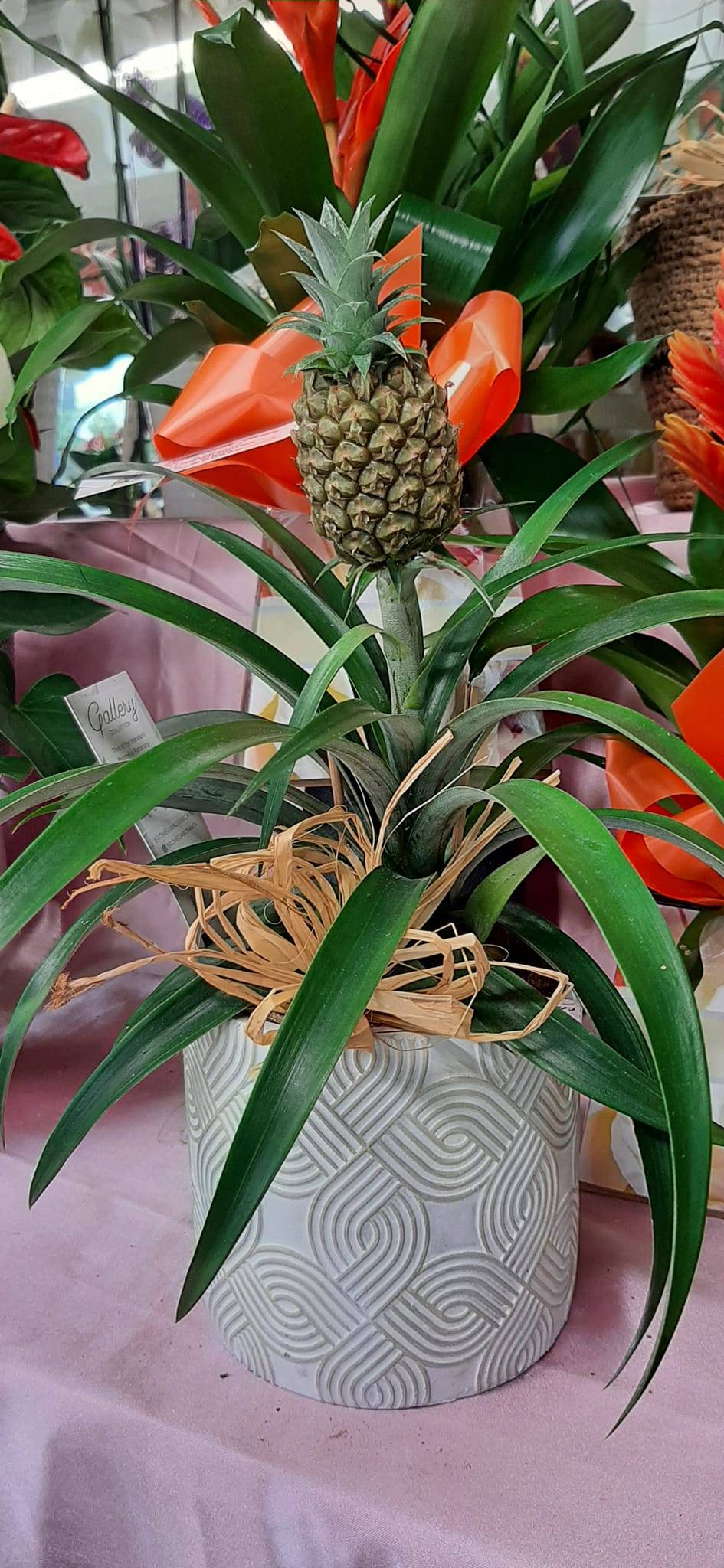 ananas